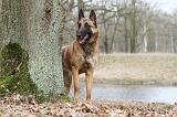 MALINOIS 679